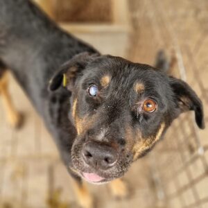 TRAVOR - ausgereist zur Arche Noah Bidingen