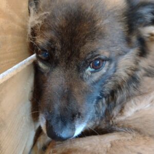 FAIRY - reserviert NadineH - vermittelt