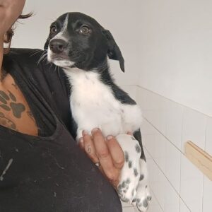 TINY - reserviert für Tierhilfe Lebenswert DR - vermittelt