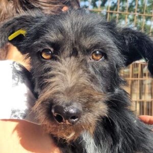 PAKU (♂) - ausgereist zum TST Rösrath