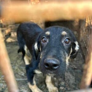 ALADIN (♂) - auf PS im PLZ Bereich 44 *ausgereist* - vermittelt