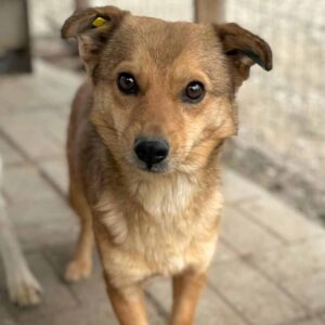 BERLIOZ (♂) - ausgereist zum TST Rösrath