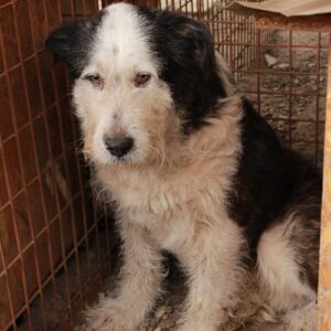 ESCOBAR - reserviert Manuela - vermittelt