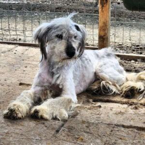 SKYLAR (♀) - NOTFALL! - Mobbingopfer - kommt nicht ans Futter - viel zu dünn - linkes Auge defekt - sollte zeitnah reisen!