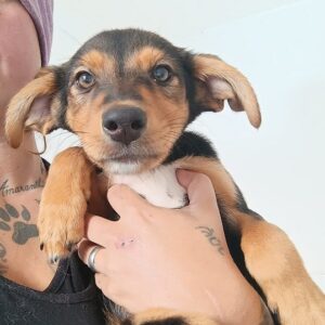 AYKA - schlimme Hautprobleme (11/2023) - reserviert Tierhilfe Lebenswert DR - vermittelt