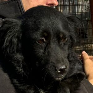 LAKRITZ (♀) -ausgereist zu Vierbeiner in Not