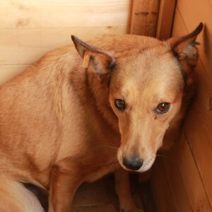 CHIPOTTA (♀) - vermisst 12/24