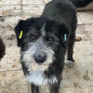 LUZIA (♀) - ausgereist zum TH Koblenz (AL)