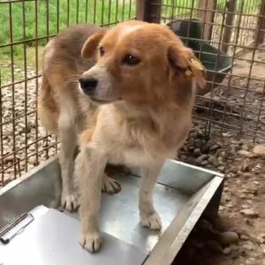 ASLI - vermisst 11/2021