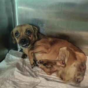 PEANUT (♂) - Notfall in Rumänien - jetzt auf PS im PLZ Bereich18 - vermittelt