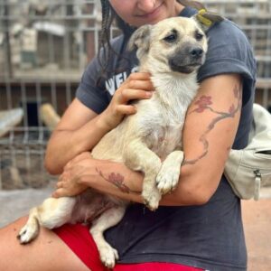 ELLY (♀) - auf PS im PLZ Bereich 18 - vermittelt