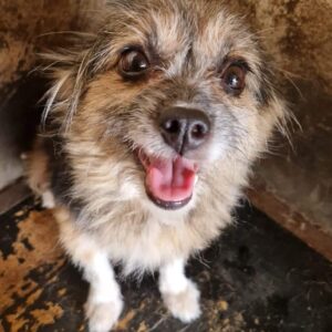 CATALEA (♀) - ausgereist zur Hundescheune Fläming