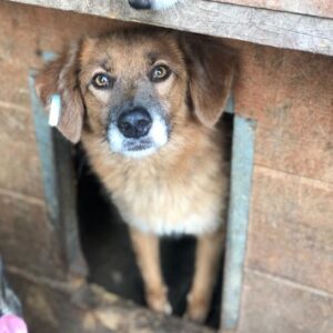 JERRY - seit 2019 im Shelter - ausgereist zum TH Filderstadt