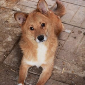 FÜCHSCHEN - reserviert (Sasi) - vermittelt