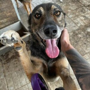 BERND - seit mind. 2019 im Shelter - ausgereist zu TINO