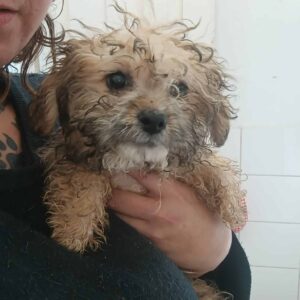 LENNY (♂) - ausgereist zur Tierhilfe Lebenswert