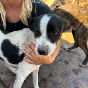 LIDDY (♀) - ausgereist zum TST Rösrath (AL)