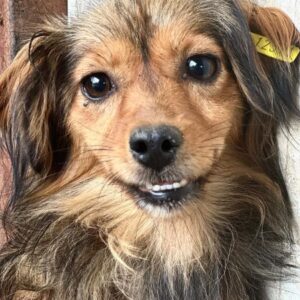 GABRIELLA (♀) - auf PS im PLZ Bereich 18 - vermittelt