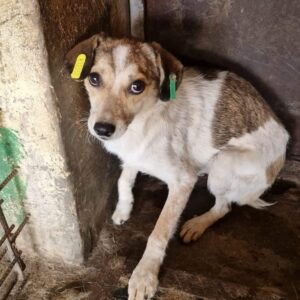 RAMEA (♀) - ausgereist zu Vierbeiner in Not