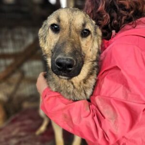 KELVIN (♂) sollte zeitnah ausreisen - wird schüchtern