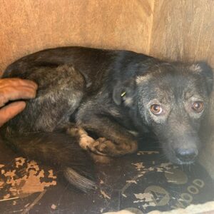 MIRENO - reserviert Tierhilfe Lebenswert DR (16.02.) - vermittelt