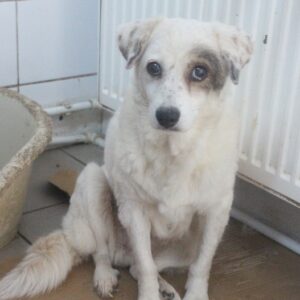 MURRAY - reserviert Tierhilfe Lebenswert DR (25/01) - vermittelt