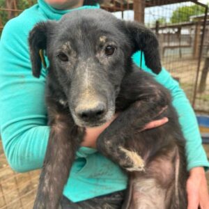 JUA (♀) - seelischer Notfall - starke Hautprobleme - viel zu dünn - sollte zeitnah reisen! - reserviert Kathleen Müller (AL 23.05.)