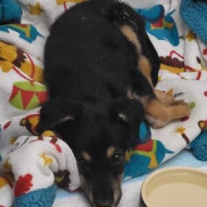 BUDDIE (♂) - auf PS im PLZ Bezirk 52 - vermittelt