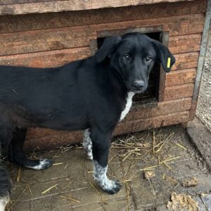 KIJANA - vermittelt JW