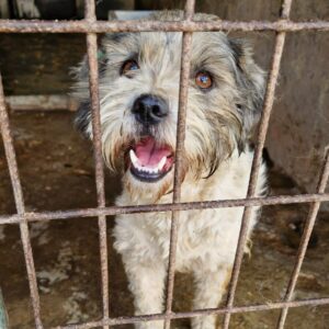 HOLLIE (♀) - ausgereist zu Vierbeiner in Not