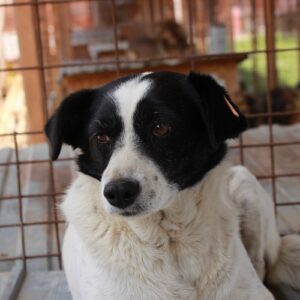 HALIMA - reserviert Tierhilfe Lebenswert DR - vermittelt