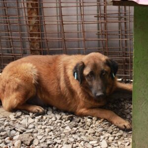 RENNIO - vermisst 11/2022