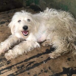 ELYSSA - Notfall - reserviert Betty vermittelt