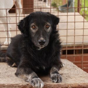 RABEO (♂) - NOTFALL - DRINGEND! - linker Hinterlauf seit geraumer Zeit defekt / schmerzhaft - seit mind. 2020 im Shelter