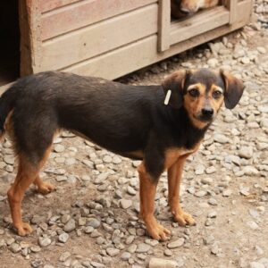 MALEIKA - vermisst 11/2022