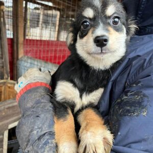 PYNA (♀) - auf PDR PS im PLZ Bezirk 53 - vermittelt