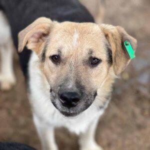 CALLAN (♂) - ausgereist zum TH Limburg