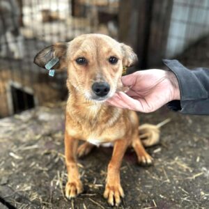 LINDIA (♀) - sehr dünn, gestresst im völlig überfüllten Kennel - ausgereist zu Vierbeiner in Not