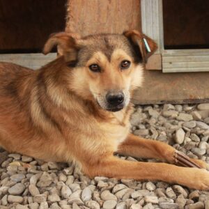 ROMI - reserviert Tierhilfe Lebenswert DR (15.09.) - vermittelt