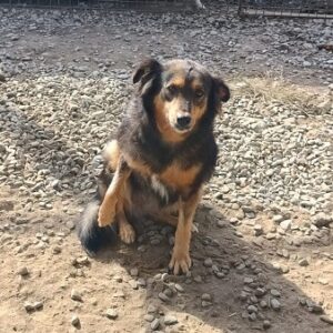 BROOKLYN (⚤) - rechtes Vorderbein nicht nutzbar (10/2023)