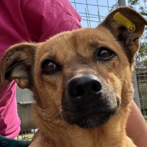 KUNDRI (♀) - ausgereist zum TST Rösrath