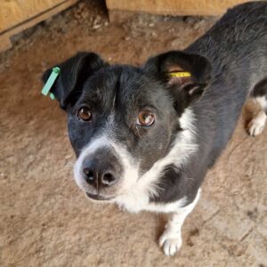 CIGAN (♂) - vermittelt BD