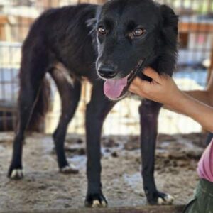 CASSIUS (♂) - ausgereist zum TST Rösrath