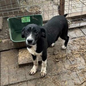 LOUIS - vermittelt Betty