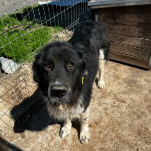 TONI (♂) - vermisst 11/24