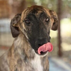 CASINO (♂) - vermittelt MH