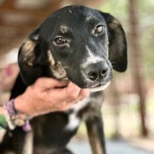 ANJES (♀) - ausgereist zu Tier in Not Odenwald (PM)