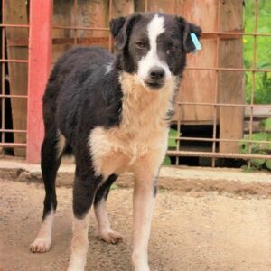 YALLA (♀) - RBB 10/24