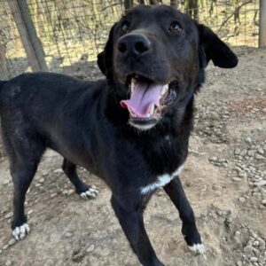 MEXX (♂) - vermittelt Manuela