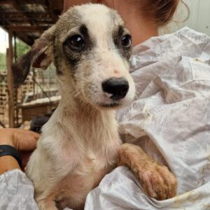 GASPARO (♂) - Notfall in Rumänien - jetzt auf PS im PLZ Bereich 92 *ausgereist* - vermittelt